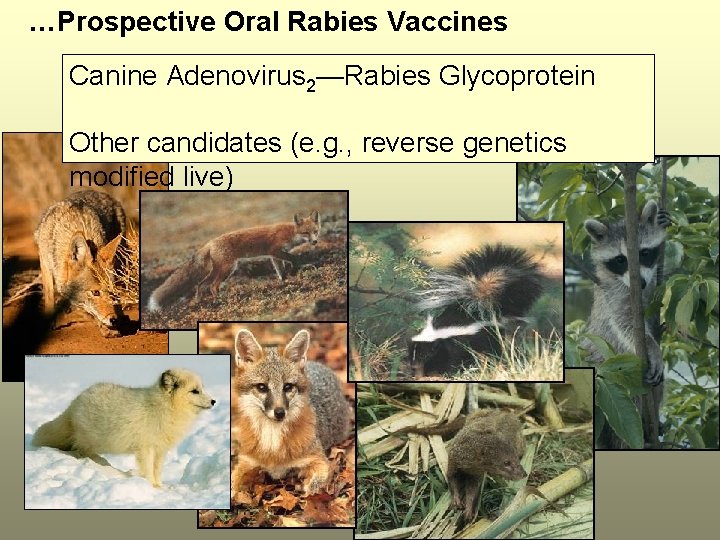 …Prospective Oral Rabies Vaccines Canine Adenovirus 2—Rabies Glycoprotein Other candidates (e. g. , reverse