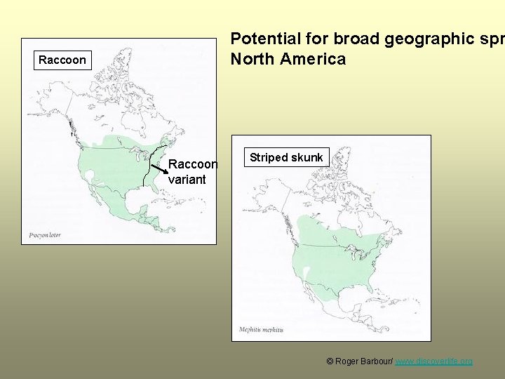 Potential for broad geographic spr North America Raccoon variant Striped skunk © Roger Barbour/