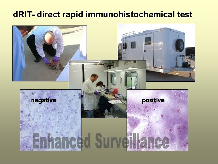 d. RIT- direct rapid immunohistochemical test negative positive 