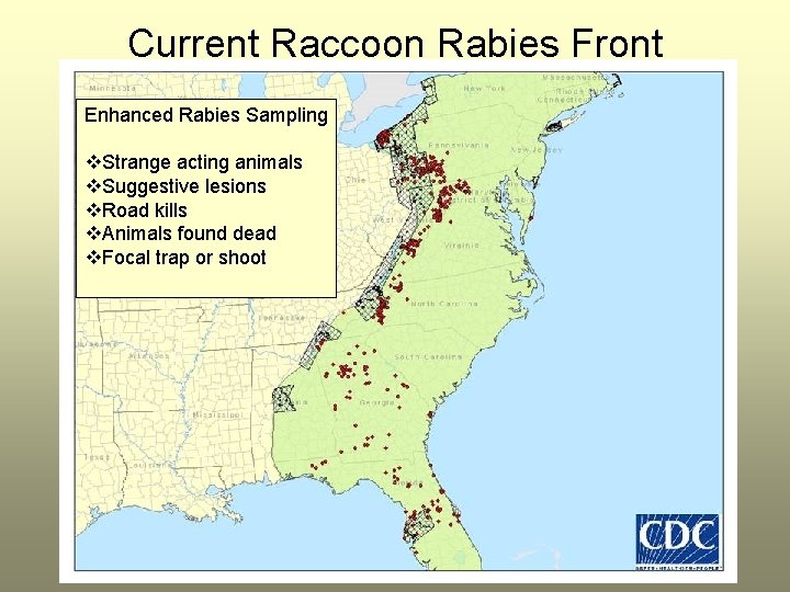 Current Raccoon Rabies Front Enhanced Rabies Sampling v. Strange acting animals v. Suggestive lesions