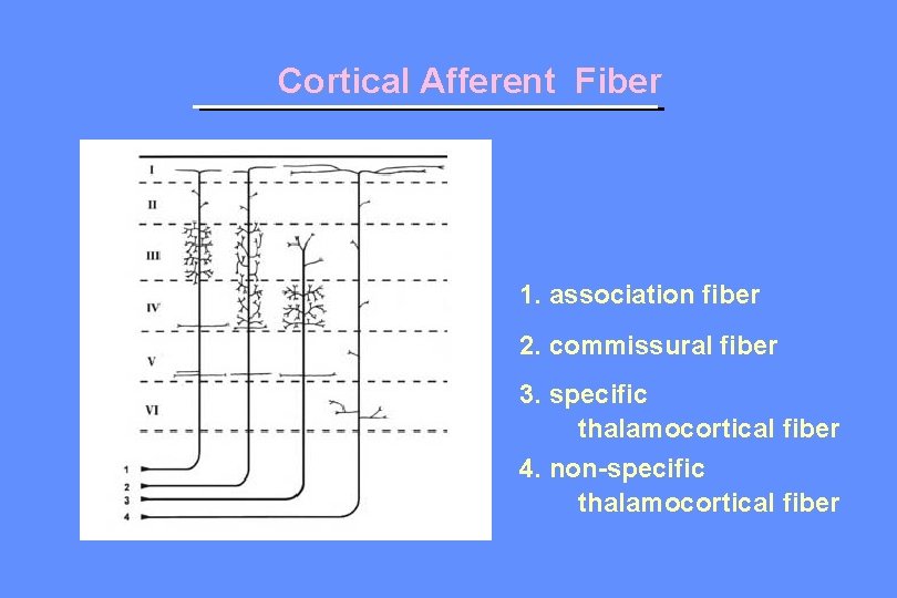 Cortical Afferent Fiber 1. association fiber 2. commissural fiber 3. specific thalamocortical fiber 4.