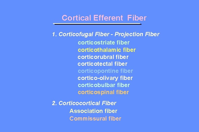 Cortical Efferent Fiber 1. Corticofugal Fiber - Projection Fiber corticostriate fiber corticothalamic fiber corticorubral