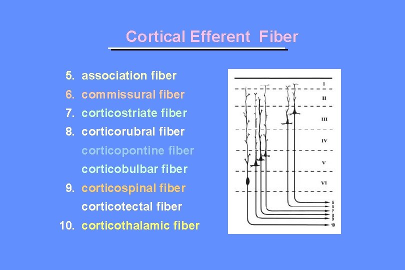 Cortical Efferent Fiber 5. association fiber 6. commissural fiber 7. corticostriate fiber 8. corticorubral