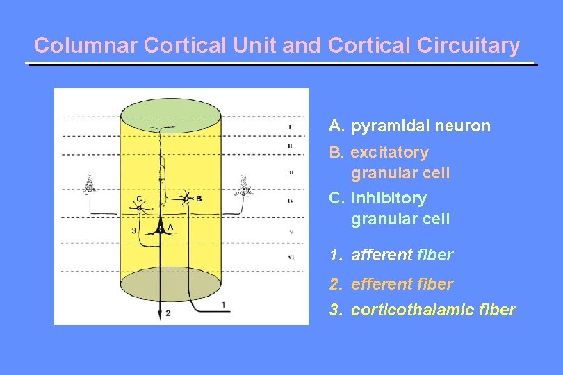 Columnar Cortical Unit and Cortical Circuitary A. pyramidal neuron B. excitatory granular cell C.