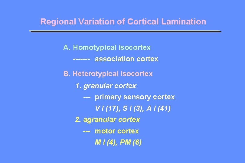 Regional Variation of Cortical Lamination A. Homotypical isocortex ------- association cortex B. Heterotypical isocortex