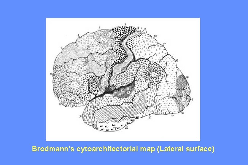 Brodmann’s cytoarchitectorial map (Lateral surface) 