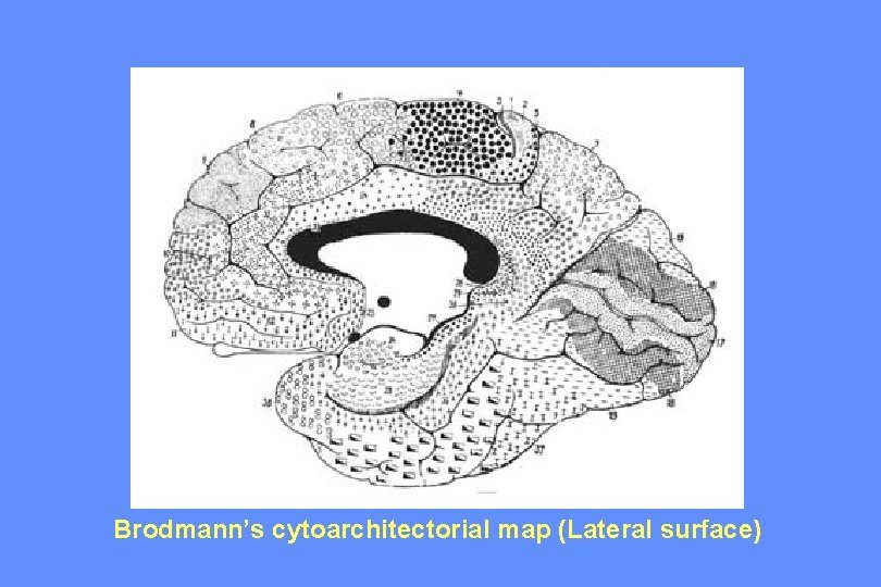 Brodmann’s cytoarchitectorial map (Lateral surface) 