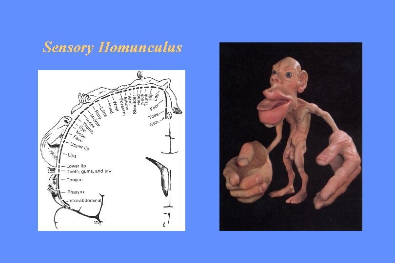 Sensory Homunculus 