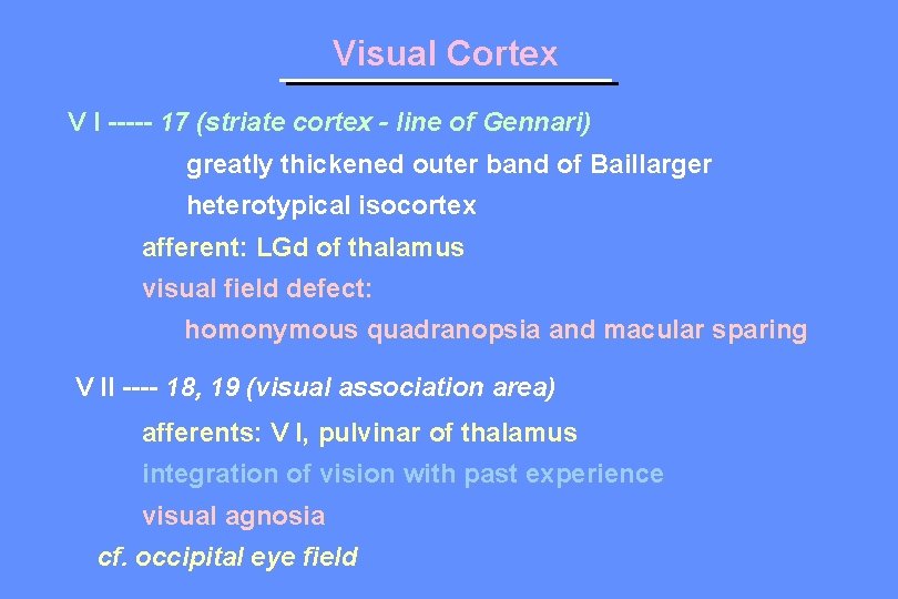 Visual Cortex V I ----- 17 (striate cortex - line of Gennari) greatly thickened