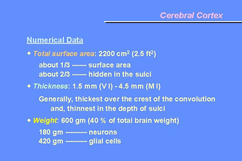 Cerebral Cortex Numerical Data Total surface area: 2200 cm 2 (2. 5 ft 2)