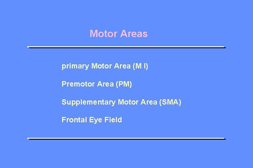 Motor Areas primary Motor Area (M I) Premotor Area (PM) Supplementary Motor Area (SMA)