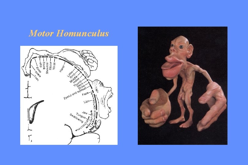 Motor Homunculus 