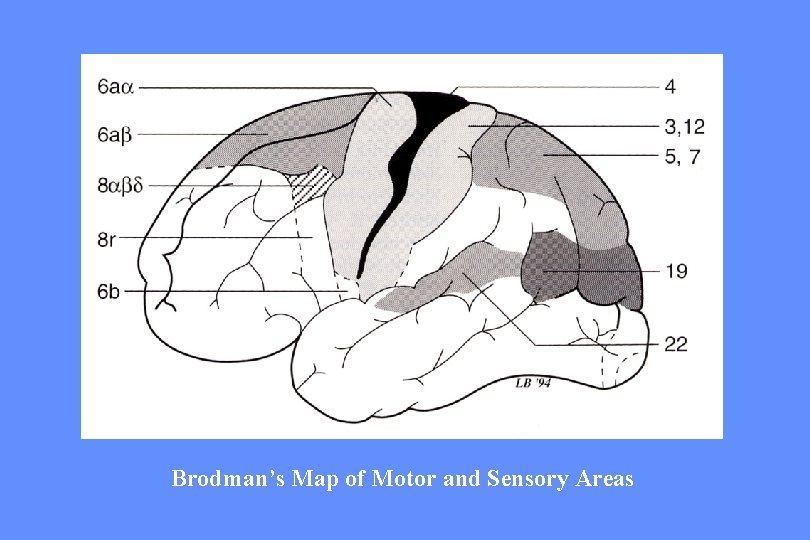 Brodman’s Map of Motor and Sensory Areas 