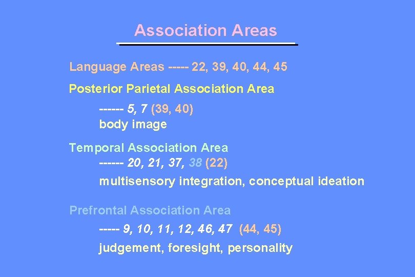 Association Areas Language Areas ----- 22, 39, 40, 44, 45 Posterior Parietal Association Area