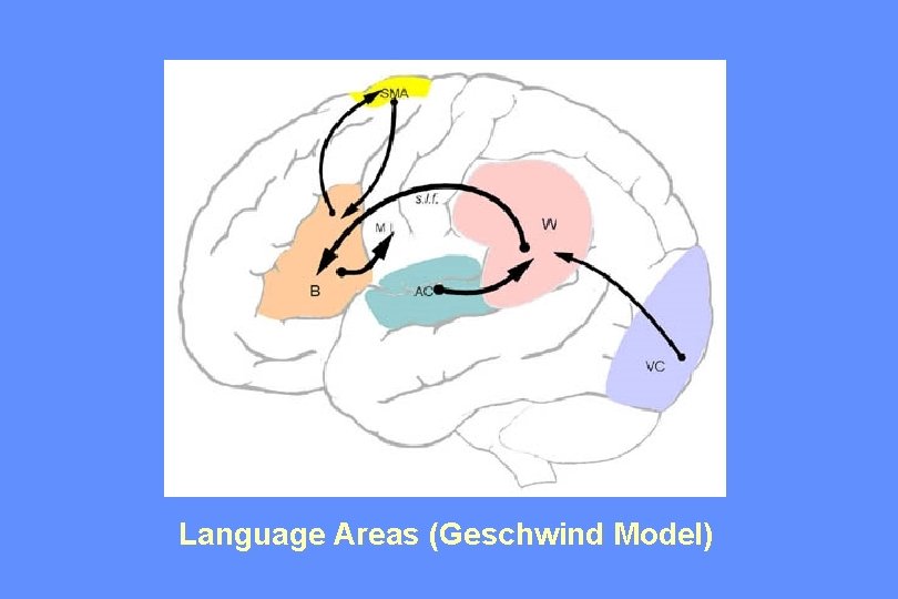 Language Areas (Geschwind Model) 