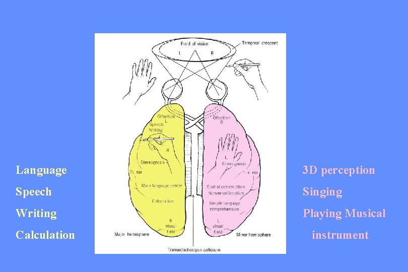 Language 3 D perception Speech Singing Writing Playing Musical Calculation instrument 