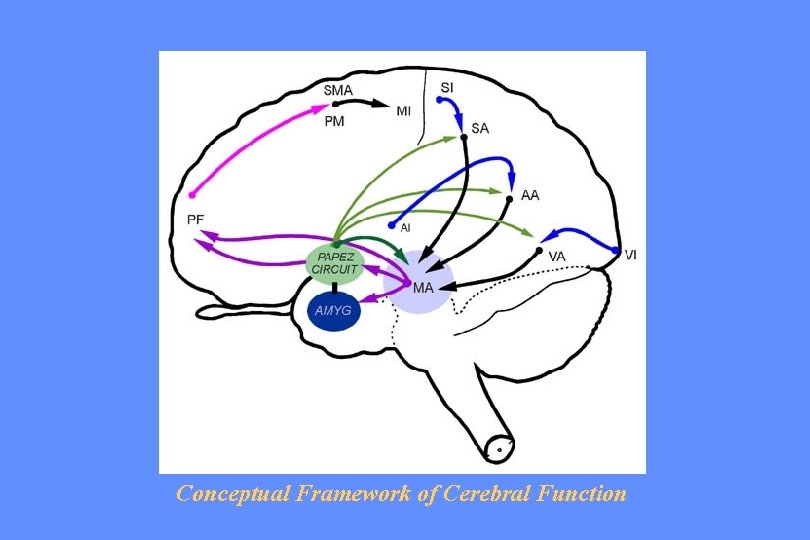 Conceptual Framework of Cerebral Function 