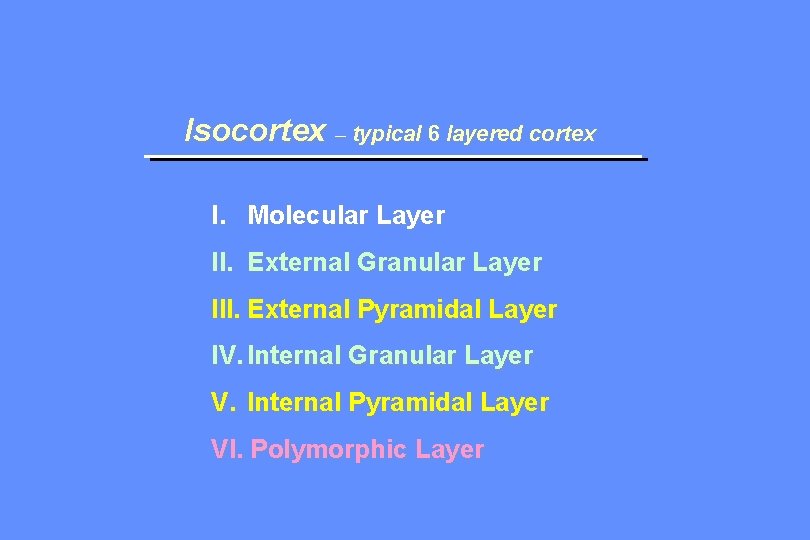 Isocortex – typical 6 layered cortex I. Molecular Layer II. External Granular Layer III.