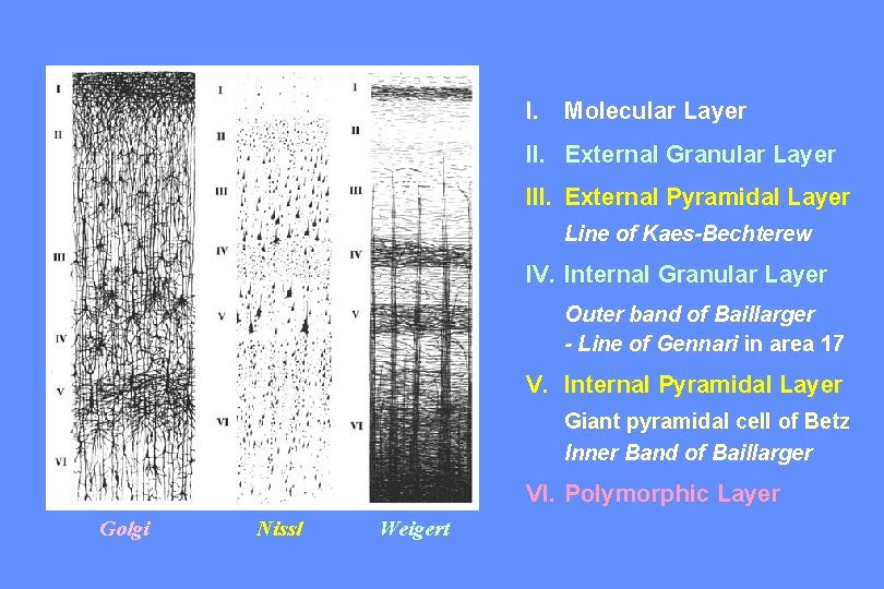 I. Molecular Layer II. External Granular Layer III. External Pyramidal Layer Line of Kaes-Bechterew