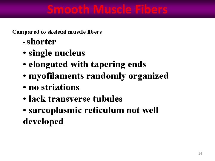 Smooth Muscle Fibers Compared to skeletal muscle fibers • shorter • single nucleus • Smooth Muscle Fibers Compared to skeletal muscle fibers • shorter • single nucleus •