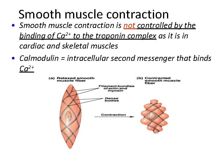 Smooth muscle contraction • Smooth muscle contraction is not controlled by the binding of