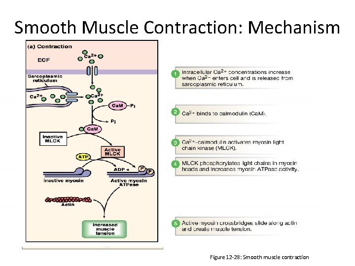 Smooth Muscle Contraction: Mechanism Figure 12 -28: Smooth muscle contraction 