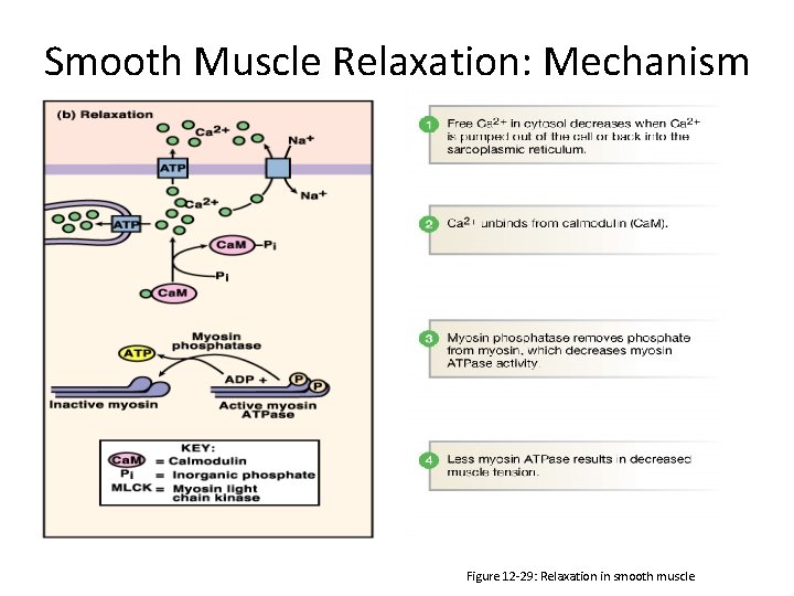 Smooth Muscle Relaxation: Mechanism Figure 12 -29: Relaxation in smooth muscle Smooth Muscle Relaxation: Mechanism Figure 12 -29: Relaxation in smooth muscle