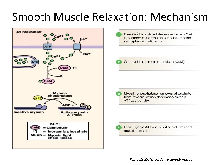 Smooth Muscle Relaxation: Mechanism Figure 12 -29: Relaxation in smooth muscle 