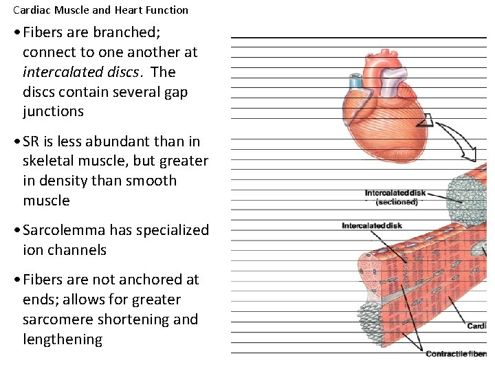 Cardiac Muscle and Heart Function • Fibers are branched; connect to one another at