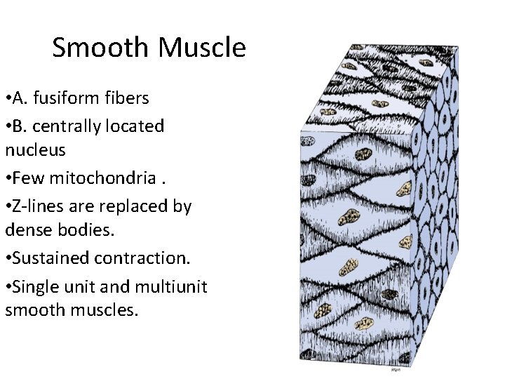  Smooth Muscle • A. fusiform fibers • B. centrally located nucleus • Few
