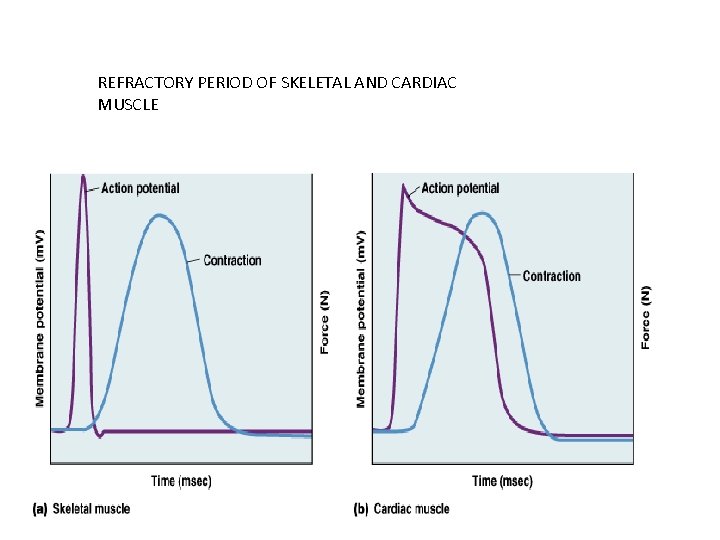 REFRACTORY PERIOD OF SKELETAL AND CARDIAC MUSCLE 