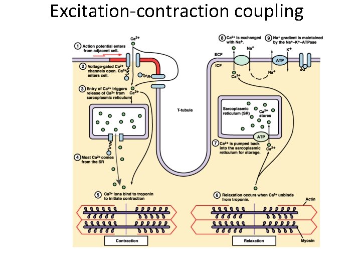 Excitation-contraction coupling 