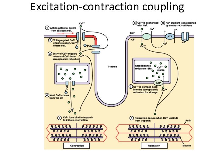 Excitation-contraction coupling Excitation-contraction coupling