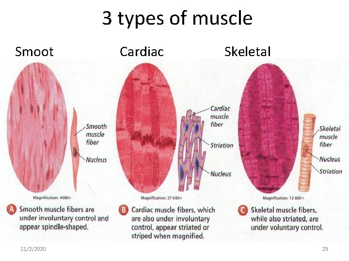3 types of muscle Smoot 11/2/2020 Cardiac Skeletal 23 