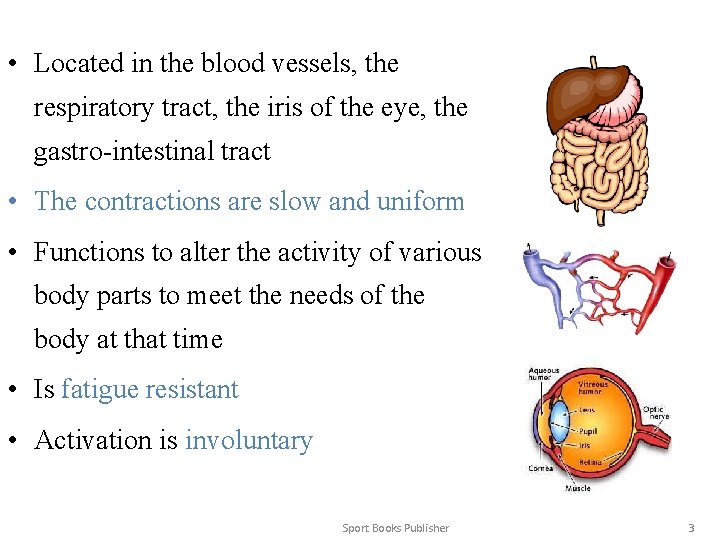 • Located in the blood vessels, the respiratory tract, the iris of the • Located in the blood vessels, the respiratory tract, the iris of the