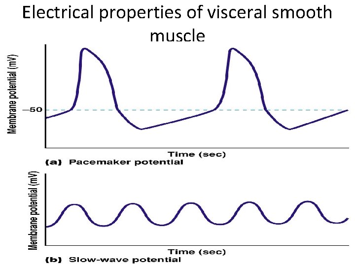 Electrical properties of visceral smooth muscle 