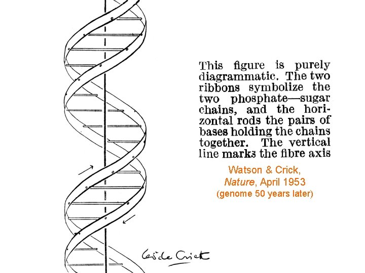 Watson & Crick, Nature, April 1953 (genome 50 years later) 