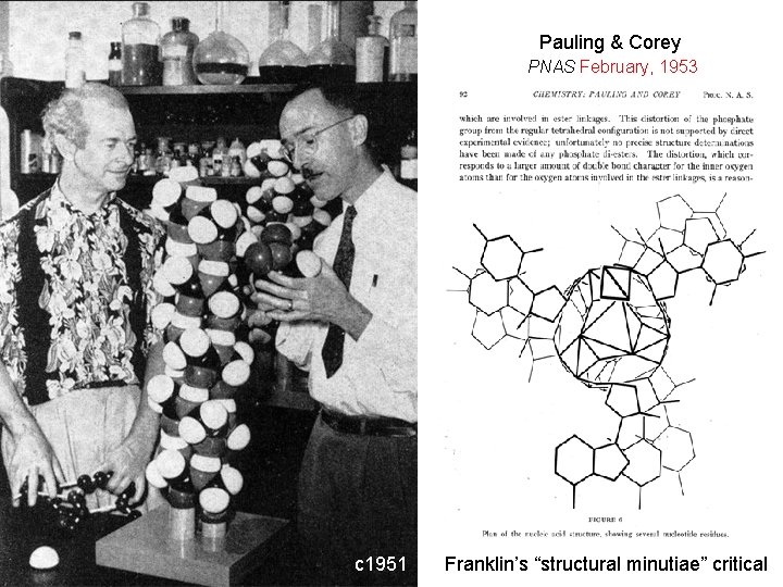 Pauling & Corey PNAS February, 1953 c 1951 Franklin’s “structural minutiae” critical 