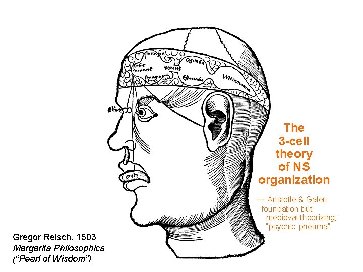 The 3 -cell theory of NS organization — Aristotle & Galen foundation but medieval