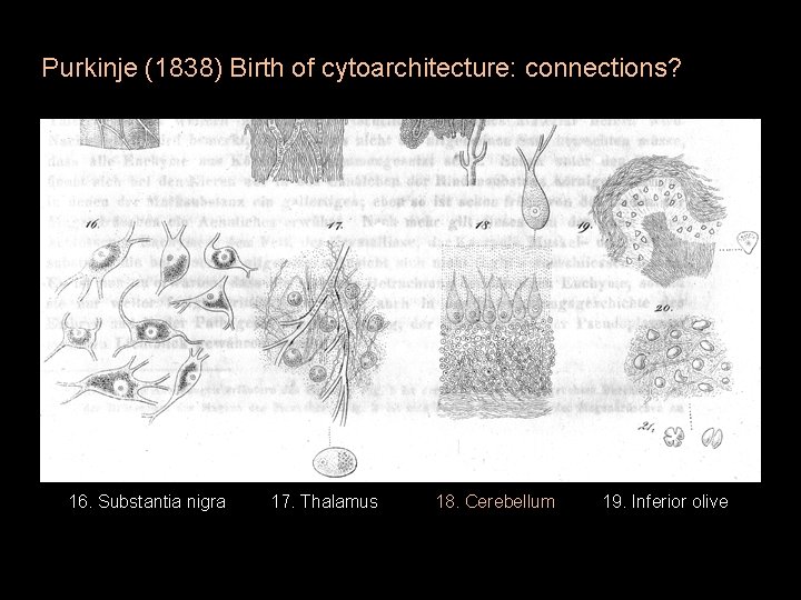 Purkinje (1838) Birth of cytoarchitecture: connections? 16. Substantia nigra 17. Thalamus 18. Cerebellum 19.