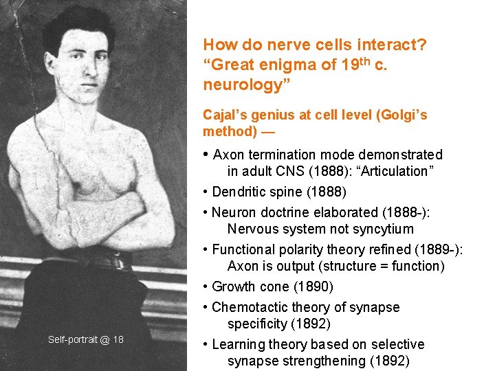 How do nerve cells interact? “Great enigma of 19 th c. neurology” Cajal’s genius