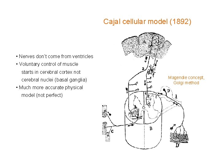Cajal cellular model (1892) • Nerves don’t come from ventricles • Voluntary control of