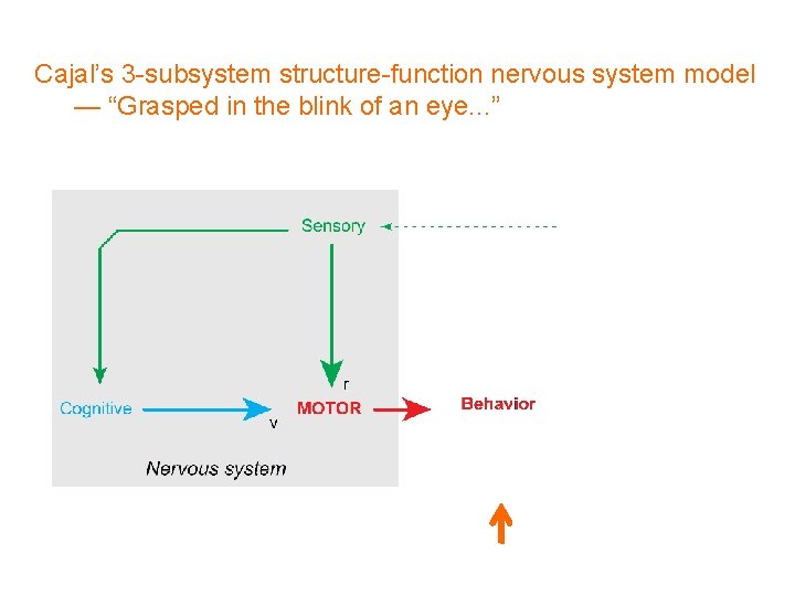 Cajal’s 3 -subsystem structure-function nervous system model — “Grasped in the blink of an
