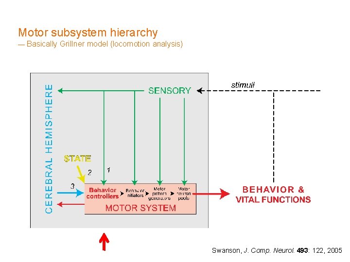 Motor subsystem hierarchy — Basically Grillner model (locomotion analysis) Swanson, J. Comp. Neurol. 493: