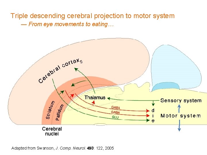 Triple descending cerebral projection to motor system — From eye movements to eating… Cerebral