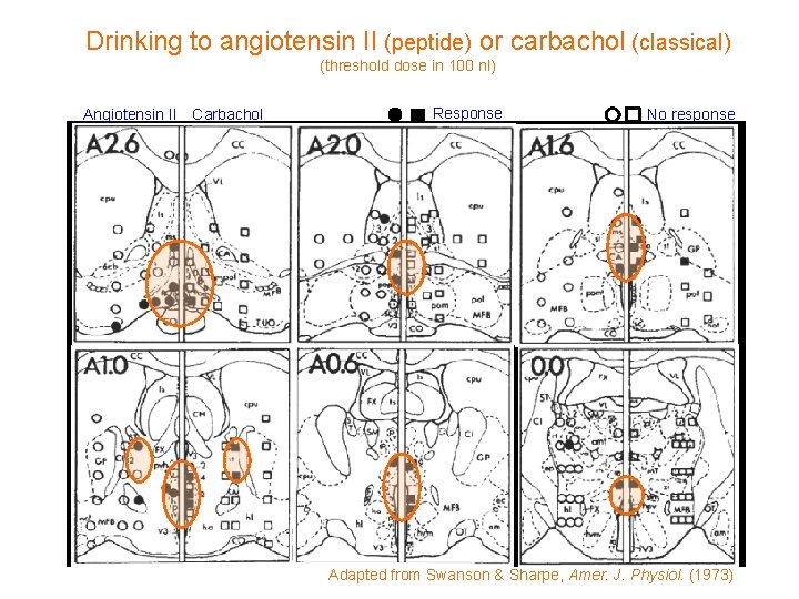 Drinking to angiotensin II (peptide) or carbachol (classical) (threshold dose in 100 nl) Angiotensin