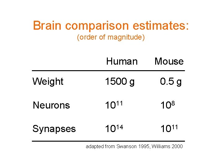 Brain comparison estimates: (order of magnitude) Human Mouse Weight 1500 g 0. 5 g