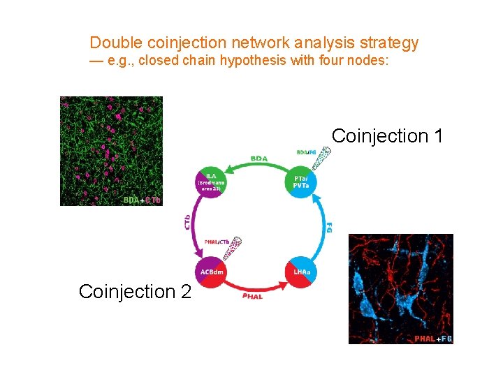Double coinjection network analysis strategy — e. g. , closed chain hypothesis with four