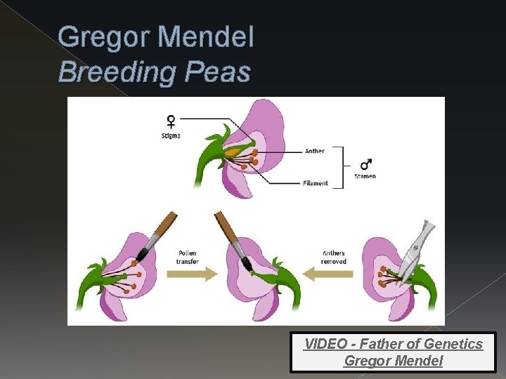 Gregor Mendel Breeding Peas VIDEO - Father of Genetics Gregor Mendel 