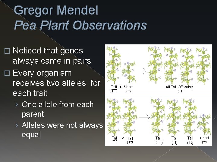 Gregor Mendel Pea Plant Observations Noticed that genes always came in pairs � Every